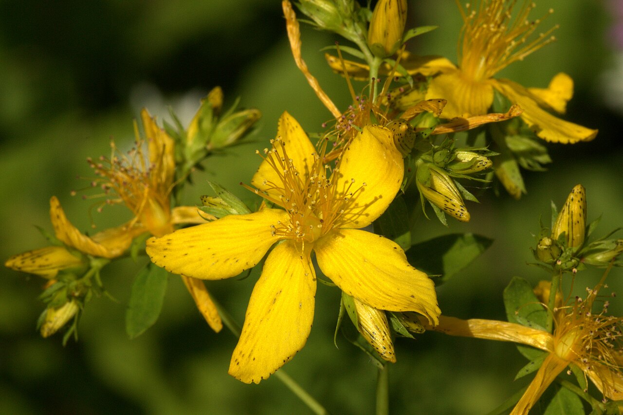 Fotografia real d’Hypericum perforatum